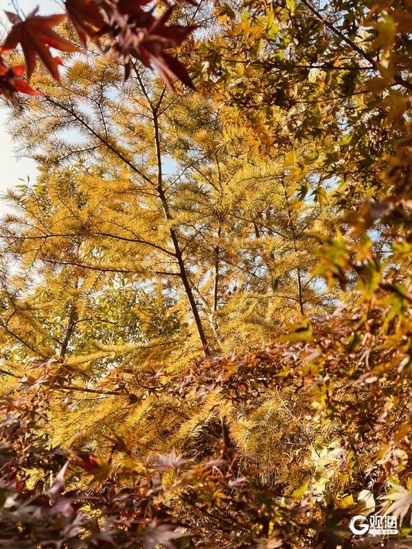 邂逅秋日限定浪漫！这份青岛温馨巴士乘车攻略快收好