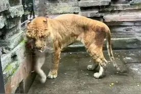 宁波野生动物园回应猛兽瘦成皮包骨：年龄较大，脱毛了图片