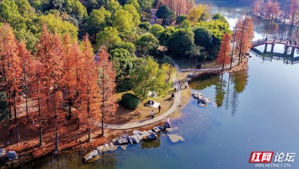 【每日一图@湖南】漫步粟雨湖畔，拾取水杉与冬光合写的暖意篇章