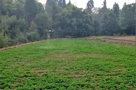 四川渠县：政策惠农设施完善 助力油菜规模化种植图片