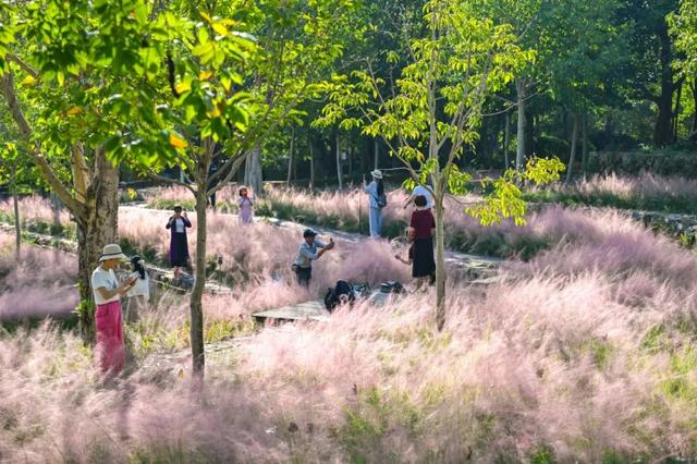 成片粉黛乱子草花海梦幻上线！这些公园火了！