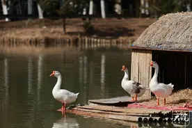 合肥南艳湖：水下春澜起，天鹅戏暖阳图片