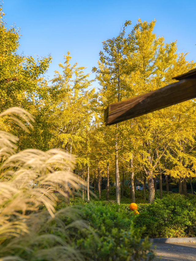 地铁直达！上海这个免费公园化身金色世界→