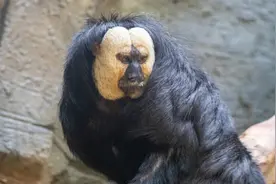 “zoo walk”火了：年轻人盯上动物园，园方想着法子帮动物出圈图片