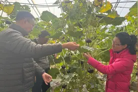 北京2000亩贝贝南瓜进入收获季 平均坐果率达80%以上图片