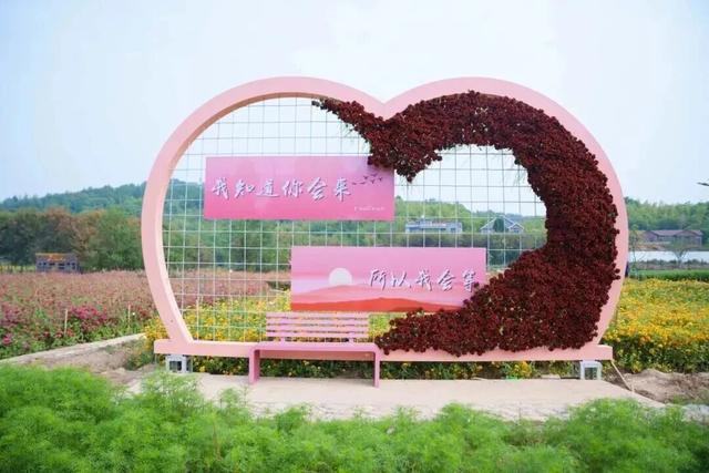 衢江这里的花开爆了！自带滤镜，超出片→