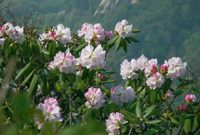 四月赏花图鉴，赴一场山花烂漫的仙境之约~
