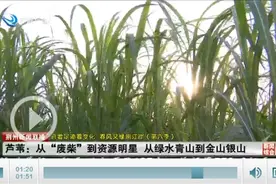 【沿着足迹看变化·春风又绿荆江岸（第六季）】芦苇：从“废柴”到“资源明星”从绿水青山到金山银山图片