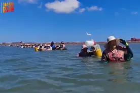 青岛某神秘沙滩突然爆火！一次能挖50斤蛤蜊！网友两眼放光赶到现场，又无奈“过河”图片