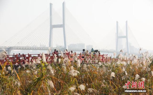 湖北武汉：芦荻花开引人入胜