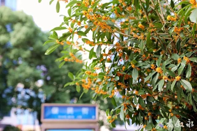 速来打卡！叙永桂花“限定返场”，这份秋日惊喜只为你！