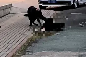 回访湘潭德牧伤人现场：撕咬达一分钟，路人打断一根扫把也没赶走！图片