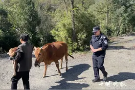 母牛离家出走大半天，回来身后跟着……主人高兴坏了图片