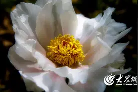 菏泽牡丹知识大盘点，让你秒变牡丹达人图片