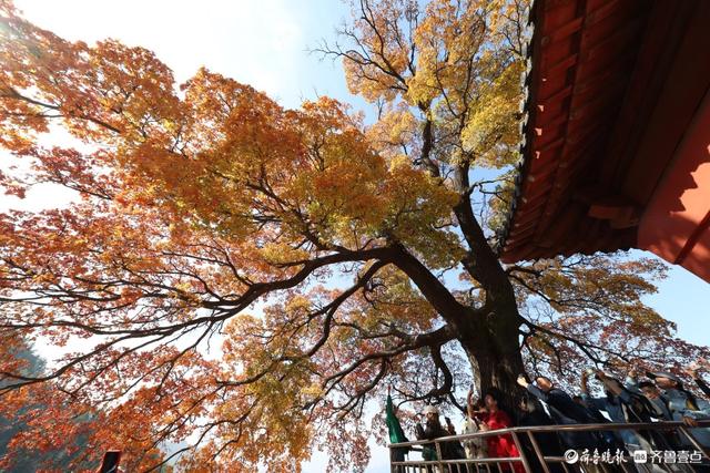 崂山神清宫遗址的五角枫