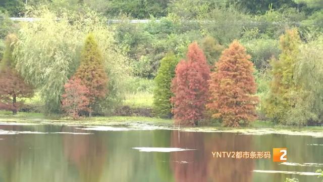 美得像油画！昆明这个热门景点即将迎来颜值巅峰！快来打卡！