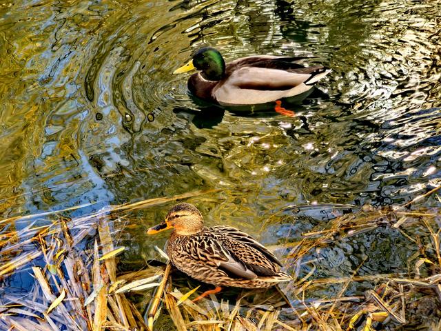 芦苇黄，河水碧，邂逅北京南长河畔的初冬