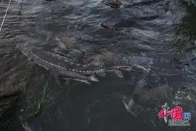 十年禁渔看长江 珍稀特有鱼类从这里回归长江图片