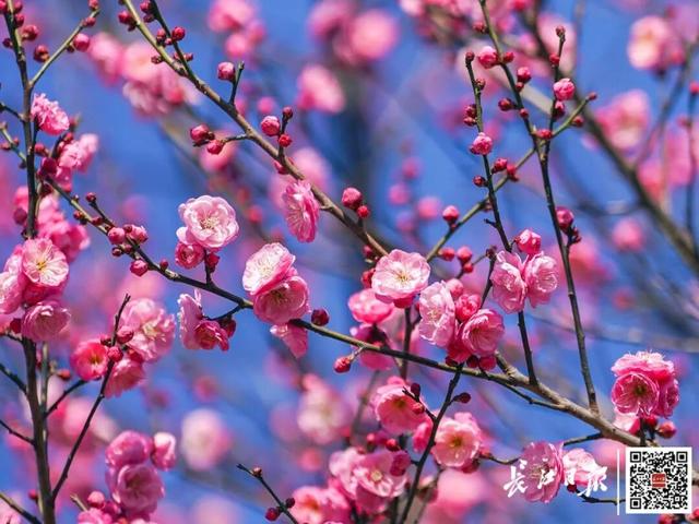 硚口好大一片花海，免费开放