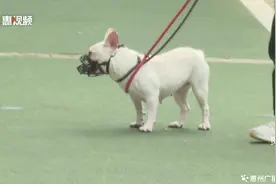 《惠州市养犬管理条例》正式出台 犬只伤人需先救助垫付图片