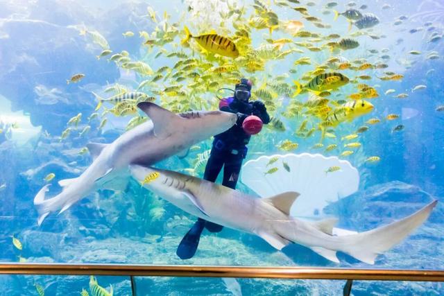 来青岛的理由+1！高铁旅游计次票升级啦