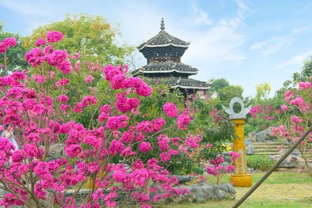 紫色浪漫来袭！南宁园博园紫花风铃季已上线，这片限定花海等你入画