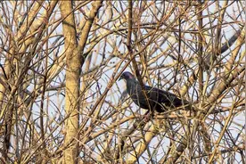 百年一遇的鸟，上一次看见它还是在1900年！时隔125年，黑林鸽再次惊现青岛图片
