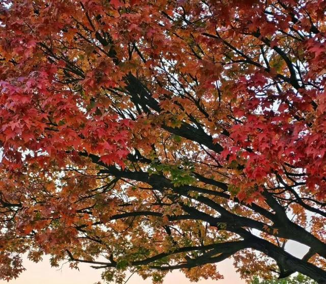 坊子区7处“落叶缓扫”超出片，快来打卡~