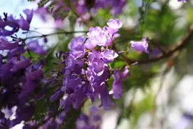 美好生活在云南｜当千年古道邂逅紫色花雨，蓝花楹下的隆阳时光温馨浪漫图片