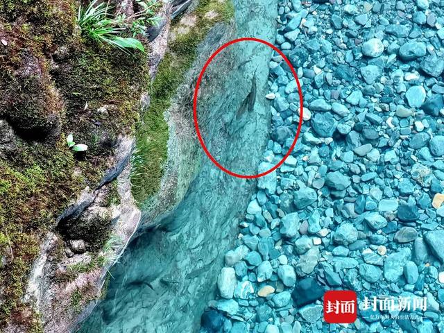 还魂草“复活”、崖柏成林、阳鱼穿溪！巴山大峡谷藏了多少宝藏？ | 创5A·巴山大峡谷更好玩
