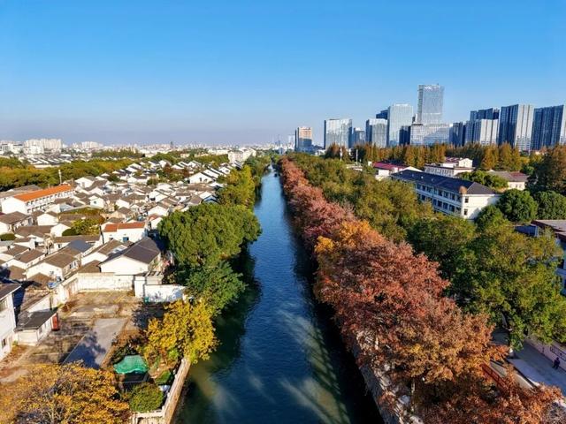 绿→黄，姑苏秋意进行时......