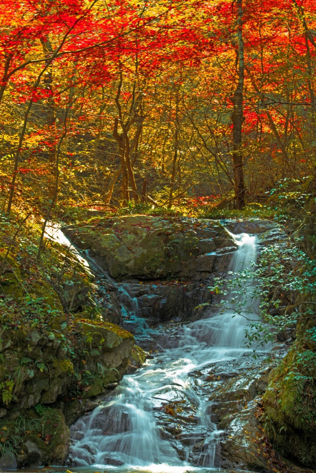 出片率100%！湖北的秋天太卷了