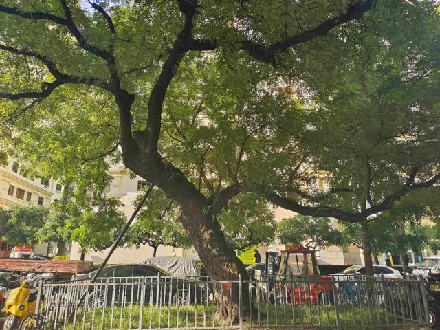 北京古树 家国情怀 国庆古树游线等您来体验