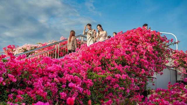 闽冬绝色，一场流动的盛宴🌺🌸❄️
