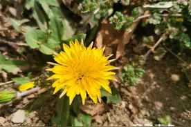 蒲公英开花满院飘香图片