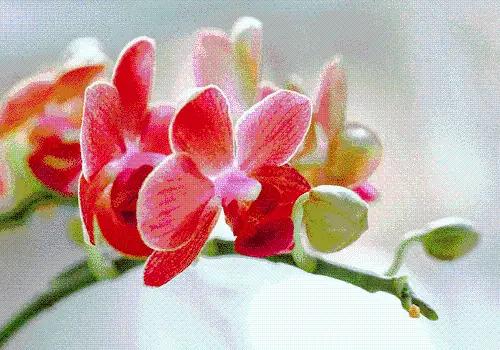 “三秦四季 暖冬杨凌” ——杨凌冬季旅游采摘系列活动正式启动