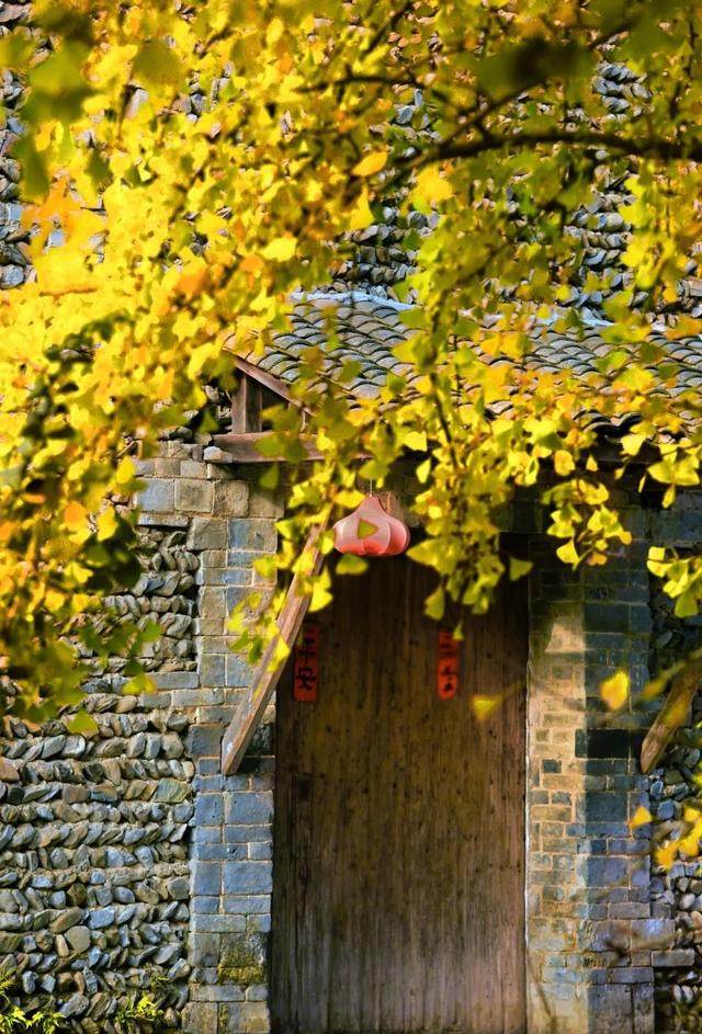 临安，一座被银杏腌入味的城市