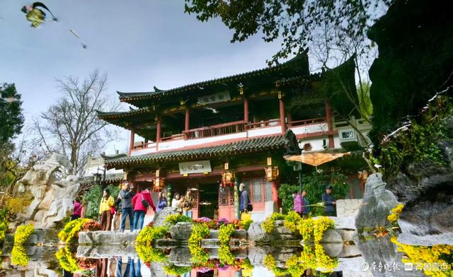 初冬暖意融融，快来趵突泉看菊花展