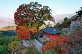火爆出圈！崂山神清宫350岁的五角枫红了图片