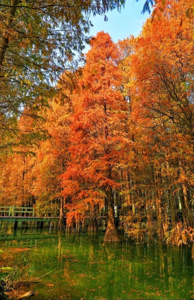 假如秋冬有颜色，肇庆便是一场多彩盛宴～