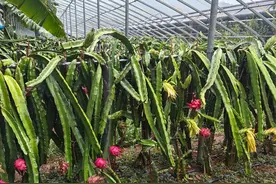山东沂源：瓜果飘香悦丰收图片