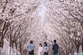 黄陂樱花浪漫，助力武汉入围四大赏樱目的地图片