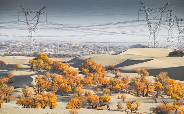 金色胡杨 装点大地