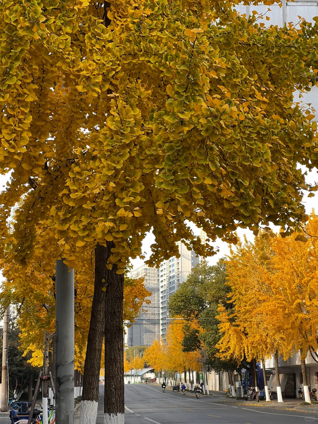 咔嚓~接下来的南湖，金灿灿！