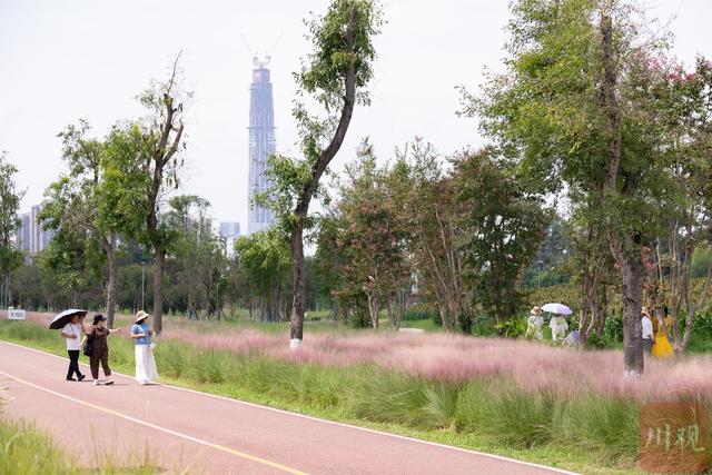 成都玉石湿地公园粉黛花海初绽 蓉城又添浪漫打卡地