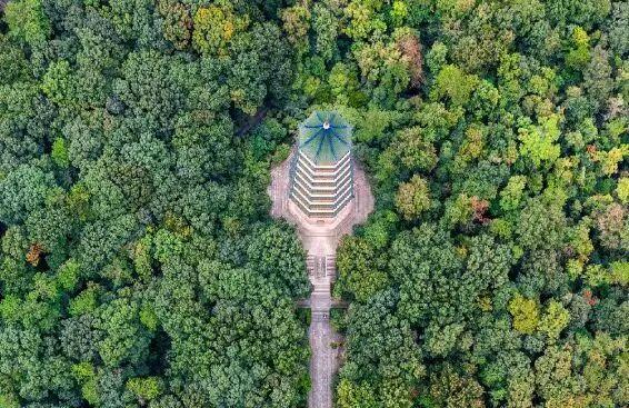 免费接驳！南京钟山风景区最新公告