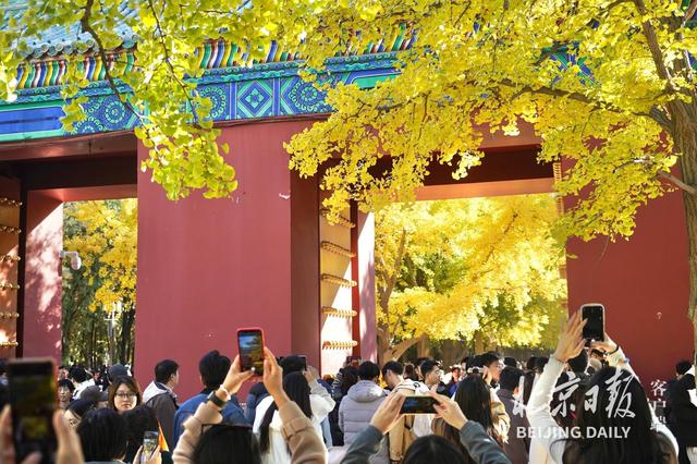 拥抱秋色！地坛银杏大道游人如潮