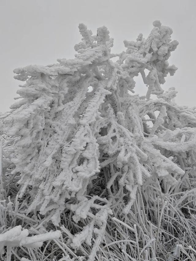 昭平四方顶变身“冰雪仙境”，雾凇美景惊艳上线！
