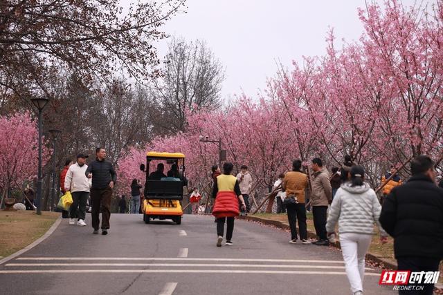 快冲！湖南省植物园早樱已开，花期仅一周