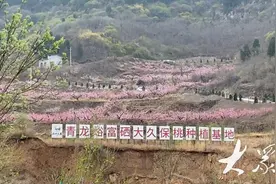 不止赏花和摘桃！青龙峪村桃园有了新尝试图片